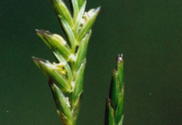 Glyceria notata