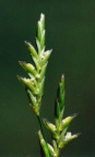 Glyceria notata