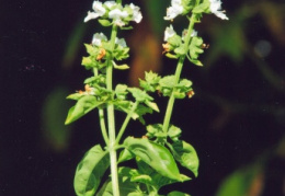 Ocimum basilicum, Basilic