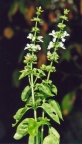 Ocimum basilicum, Basilic