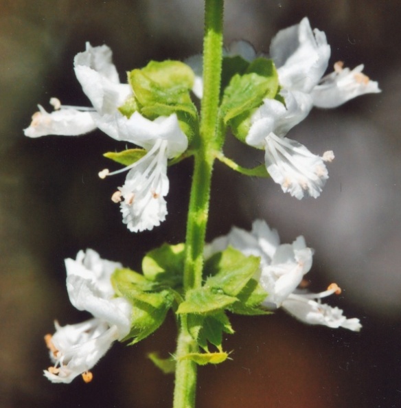 20010800_moutier_culture_ocimum_basilicum_02.jpg