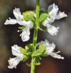 Ocimum basilicum, Basilic