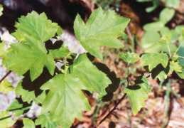 Sorbus torminalis, Alisier torminal