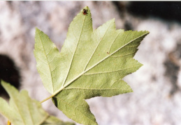 Sorbus torminalis, Alisier torminal