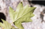 Sorbus torminalis, Alisier torminal