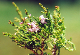 Calluna vulgaris