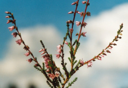 Calluna vulgaris