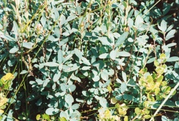 Vaccinium uliginosum