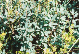 Vaccinium uliginosum