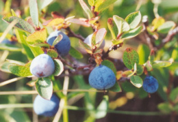 Vaccinium uliginosum