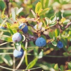 Vaccinium uliginosum