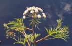 Cicuta virosa, Cigüe aquatique