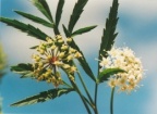 Cicuta virosa, Cigüe aquatique