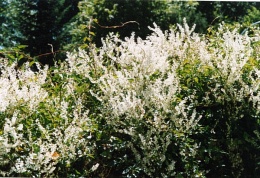 Fallopia aubertii