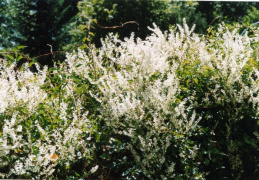 Fallopia aubertii