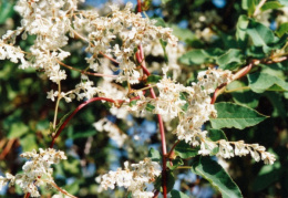 Fallopia aubertii