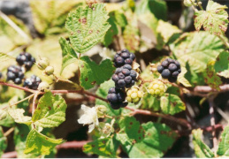 Rubus caesius, Ronce bleuâtre