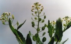 Thlaspi arvense