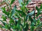 Thlaspi arvense