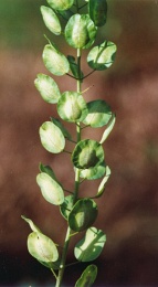 Thlaspi arvense
