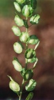Thlaspi arvense