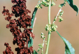 Rumex crispus