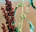Rumex crispus