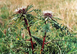 Carlina acaulis, Carline sans tige