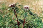 Carlina acaulis, Carline sans tige