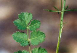 Pimpinella saxifraga, Boucage saxifrage