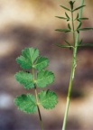 Pimpinella saxifraga, Boucage saxifrage