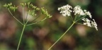 Pimpinella saxifraga, Boucage saxifrage