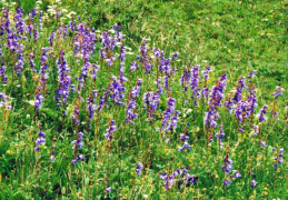 Campanula rapunculoides, Campanule stolonifère