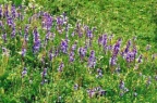 Campanula rapunculoides, Campanule stolonifère