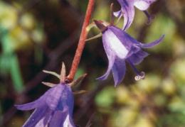 Campanula rapunculoides, Campanule stolonifère