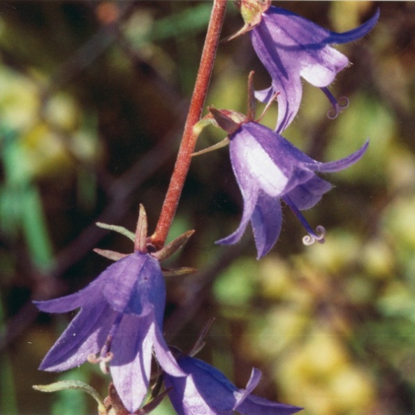 20011000_daucher_campanula_rapunculoides_02.jpg