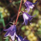 Campanula rapunculoides, Campanule stolonifère