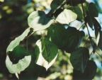 Rhamnus cathartica, Nerprun purgatif