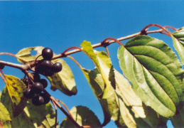 Rhamnus cathartica, Nerprun purgatif