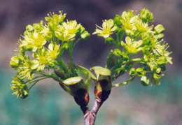 Acer platanoides, Érable plane
