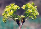 Acer platanoides, Érable plane