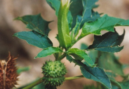 Datura stramonium, Stramoine commune