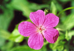 Geranium palustre, Géranium des marais