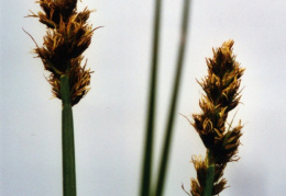 Carex otrubae