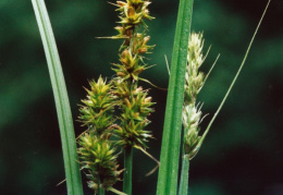 Carex otrubae