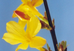 Jasminum nudiflorum, Jasmin à fleurs nues