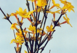Jasminum nudiflorum, Jasmin à fleurs nues