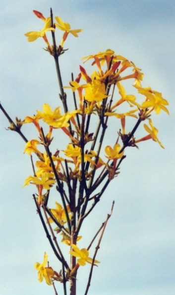 20020200_la-neuveville_jasminum_nudiflorum_02.jpg