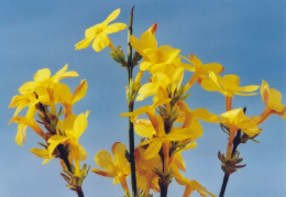 Jasminum nudiflorum, Jasmin à fleurs nues