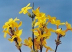 Jasminum nudiflorum, Jasmin à fleurs nues